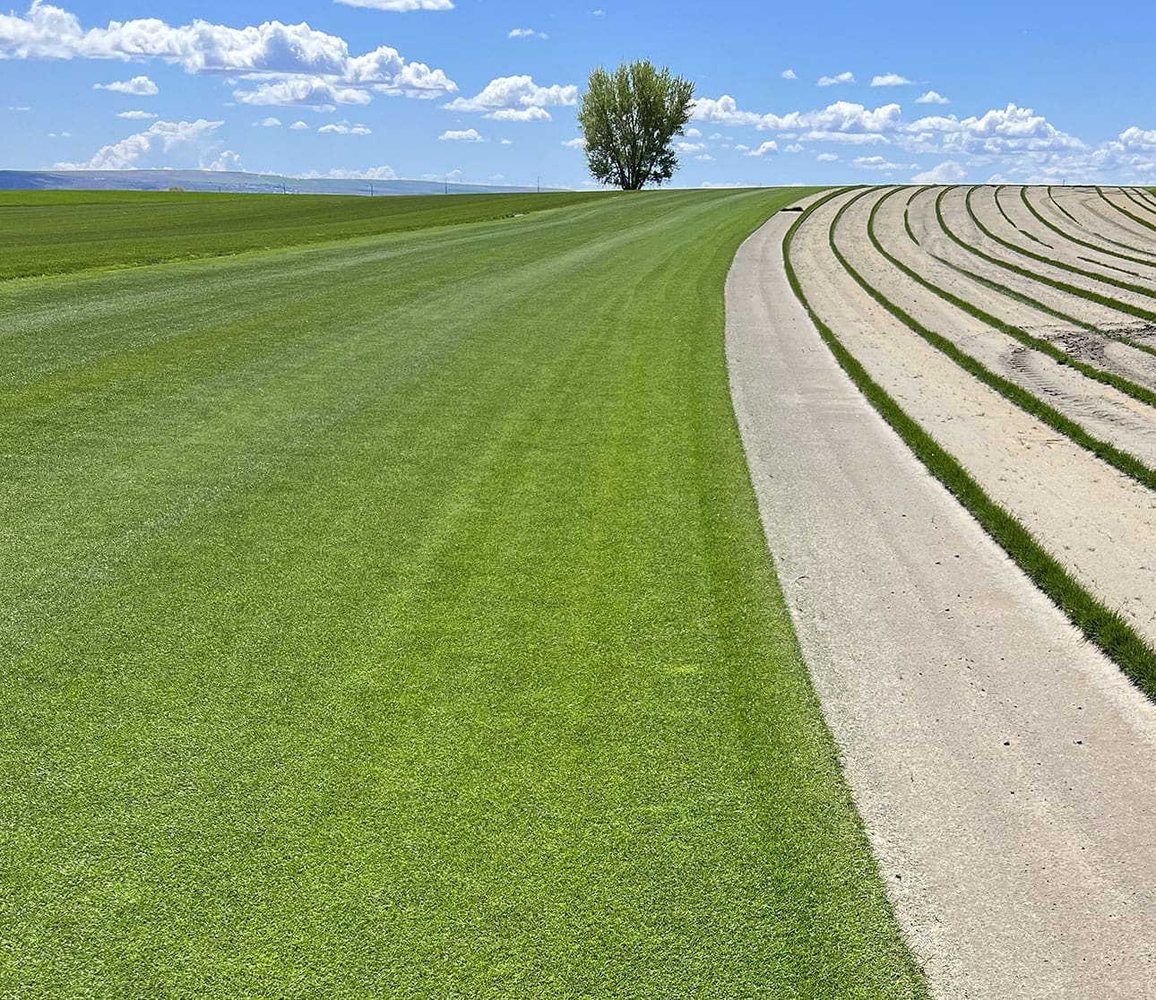 Turf field