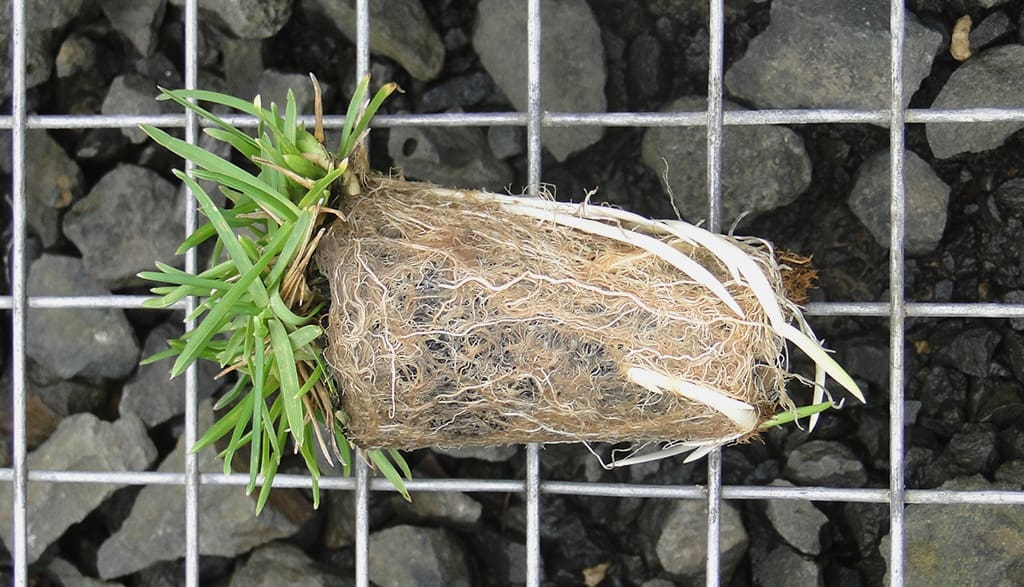 Grass Roots
